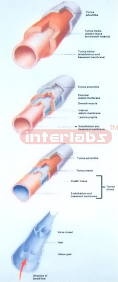 BLOOD TUBE STRUCTURE MODEL